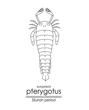 Pterygotus, a Silurian period eurypterid, a giant sea scorpion, black and white line art illustration. Ideal for both coloring and educational purposes