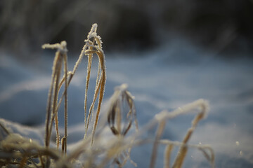 White snow on a bare tree branches on a frosty winter day, close up. Natural background. Selective botanical background.