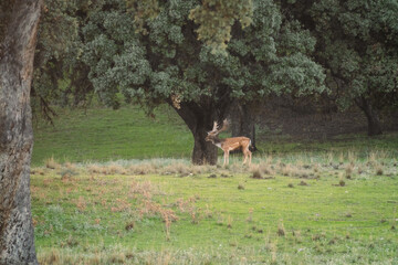 Macho de gamo durante el ronquido en el monte el pardo, madrid