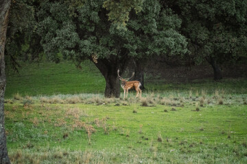 Gamo durante epoca de apareamiento en el monte el pardo Madrid