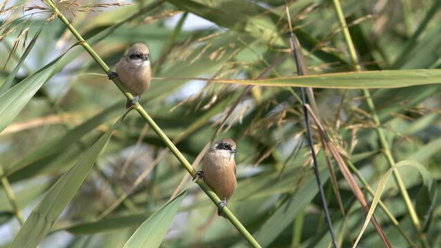 Eurasian Penduline Tit on branch near the lake