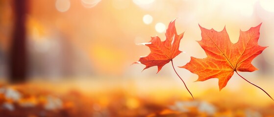 Naklejka na ściany i meble Autumn Maple Leaves in Sunlight
