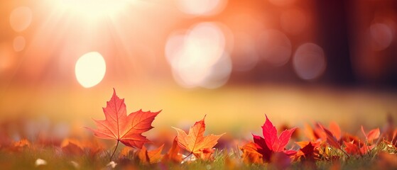 Naklejka na ściany i meble Autumn Maple Leaves in Sunlight