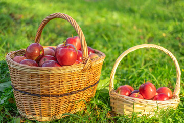 Ripe Apples in the Apple Orchard before Harvesting. Big Red delicious Apples. Fruit Garden at Fall Harvest. Wicker Basket of Fresh Apples. Autumn Sunny Day, Shadow. Apple baskets. Organic Gardening