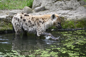 A spotted hyena in a little river