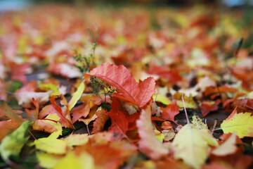 Beautiful autumn landscape with yellow trees and sun. Colorful foliage in the park. Falling leaves natural background