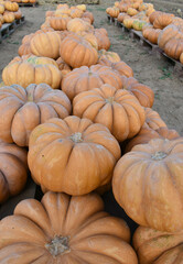 orange pumpkins photographed from close up on a farm.