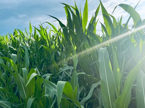 Green cornfield, corn field landscape