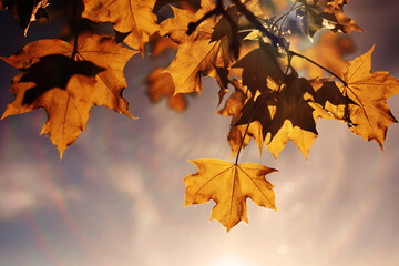 Beautiful Nature Autumn landscape. Scenery view on autumn city park with golden yellow foliage in Sunny day. Walking path in the city Park strewn with autumn fallen leaves.