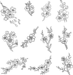 Free hand Sakura flower vector set, Beautiful line art Peach blossom isolate on white background.Branch of cherry blossom for printing on wallpapers and sticker.Japanese flower.Golden line art.