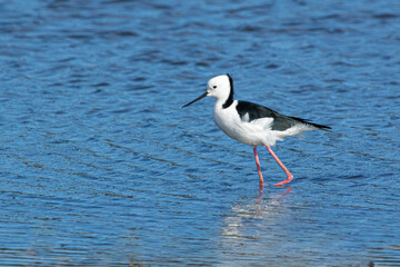 White Headed Stilt, Pied Stilt, wades the shallows in search of food. shallow focus.