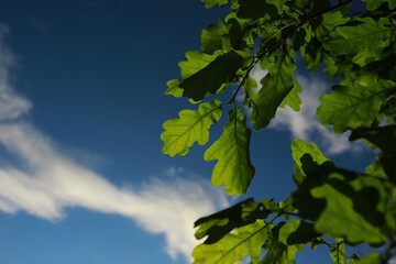 Lively closeup of spring leaves with vibrant backlight from the setting sun