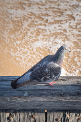 Feral Pigeon perched on a seaside wharf, jetty. Wild pigeon.