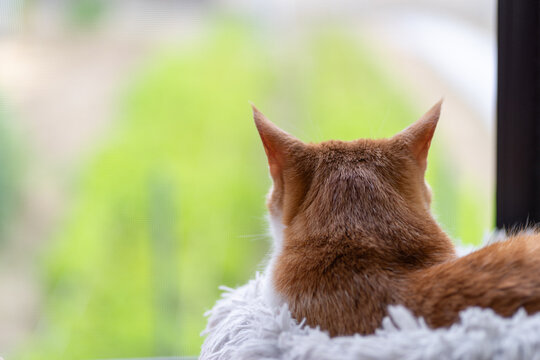 窓の外を眺める猫　茶トラ白