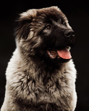 Caucasian Shepherd, German Shepherd playing