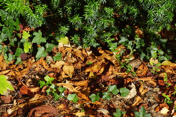 Discolored autumn horse chestnut leaves under an evergreen Irish Yew Tree (Taxus baccata 'Fastigiata') and ivy. Dutch garden, October.          