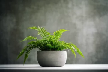 Zelfklevend Fotobehang plant in pot © Umail