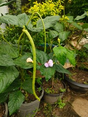zucchini in the garden