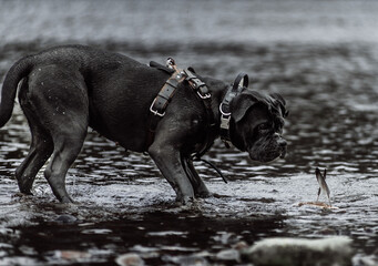 Cane Corso playing in the water
