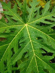 close up of a leaf