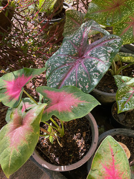 caladium tree