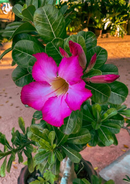 pink and yellow flowers
