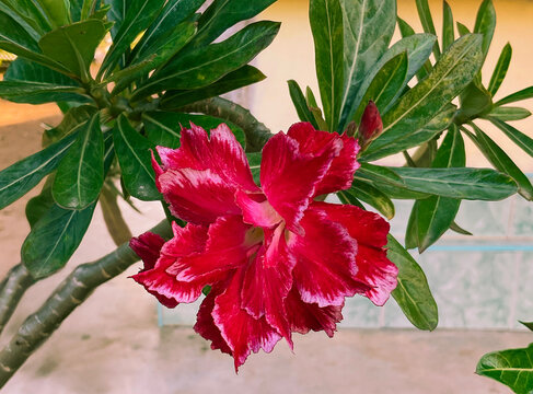 red and white flower