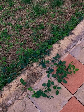 plant beside the footpath