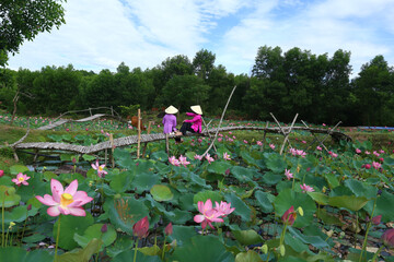 Pink lotus fields in Vietnam
