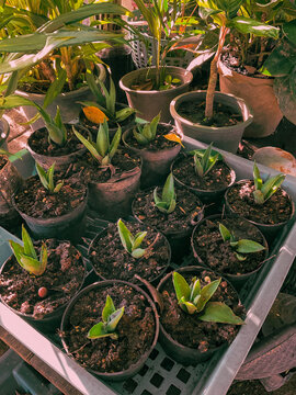 young plant in a pot