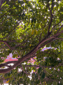 spanish cherry tree close up 