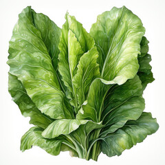 Fototapeta premium watercolor Lettuce Teaclipart, Generative Ai