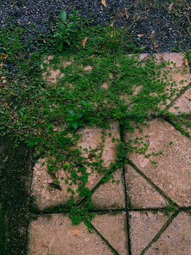 plant on the path
