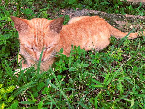 ginger cat on the grass