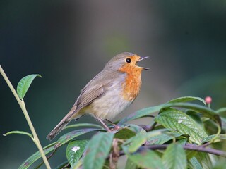 Singing European Robin (Erithacus rubecula) Muscicapidae family. Location: Hanover Berggarten, Germany

