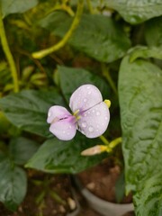pink flower in the garden
