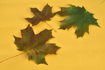 Several maple leaves fallen from a tree on a yellow background.
