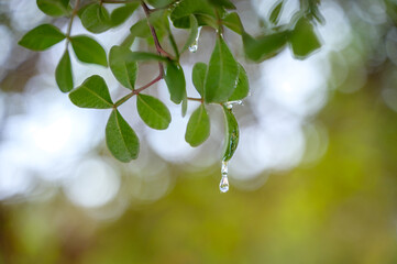 Selective focus on big mastic drops oozes in tears out of the branch of a mastic tree. The resin...
