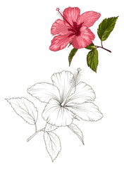 Hibiscus beautiful blooming flower isolated on white background. Closeup macro detailed view. Color black white outline sketch drawing set. Exotic tropical spring summer botanical vector design. - 660381502
