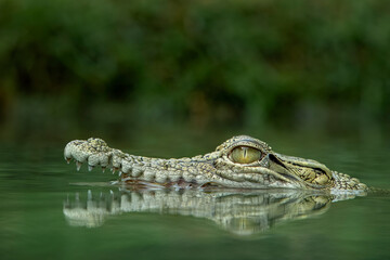 The Saltwater Crocodile (Crocodylus porosus) - from South East Asia is one of the largest living...