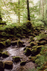 Forest Landscape Nature Green