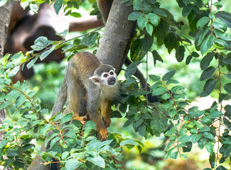 
Squirrel monkey climbing on the tree