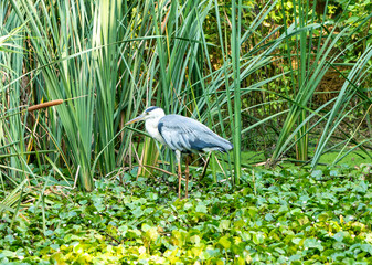 great blue heron in the water