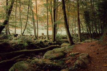 Forest Landscape Nature Green