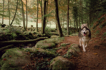Naklejka na ściany i meble Dog Siberian Husky walk and hiking on the green forest. 