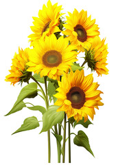 Bouquet of Sunflowers isolated on transparent background cutout PNG