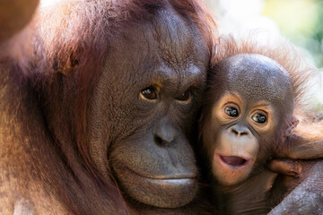 Female orangutan with her baby in nature  © eka