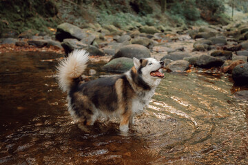 Fototapeta premium Dog Siberian Husky swimming on the green forest. 