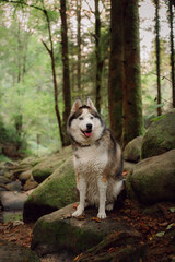 Dog Siberian Husky walk and hiking on the green forest. 