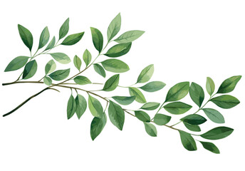 Green leaves isolated on white